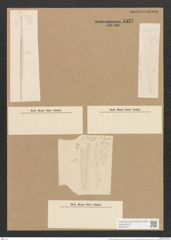 Nitzschia lorenziana Grun. (de-Toni-Nr.: Genus 47, Species 2150) Zeichnungen Sammlung Grunow Nr. 4337 (NHMW-BOT-W0372372)